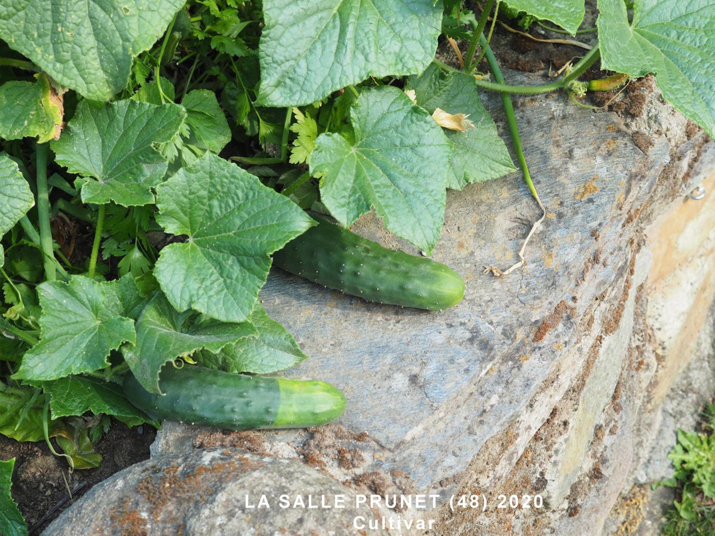 Cucumber plant